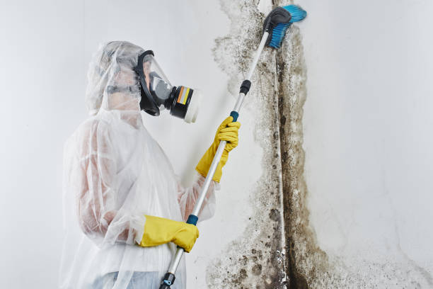 Professional Mold Removal in Winchester, CA