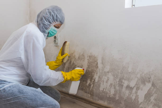 Best Black Mold Removal  in Winchester, CA