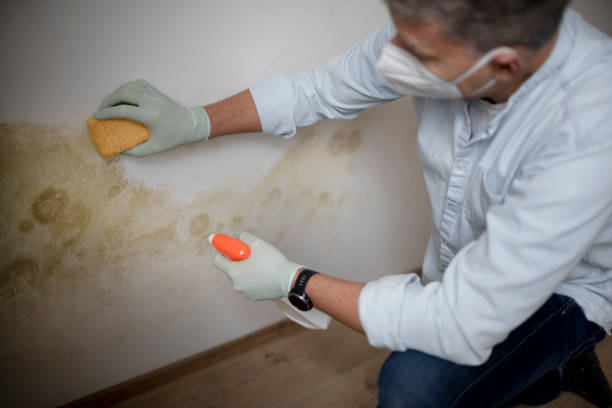 Mold Removal and Inspection in Winchester, CA
