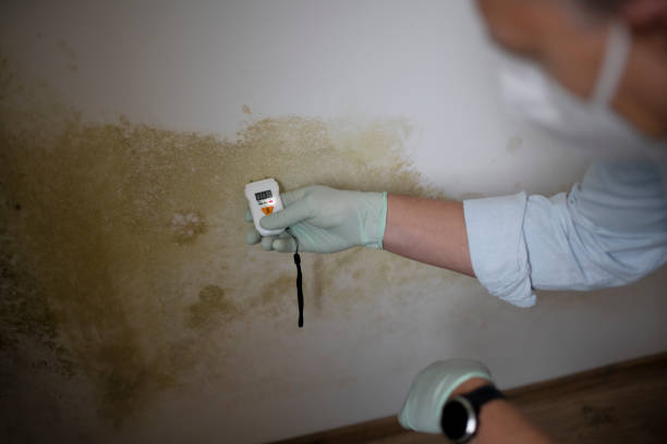 Mold Testing and Removal in Winchester, CA