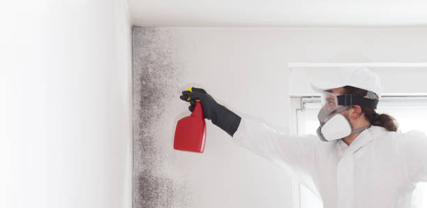 Mold Removal Process in Winchester, CA
