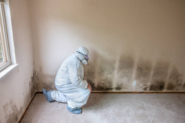 Best Mold Remediation Services  in Winchester, CA